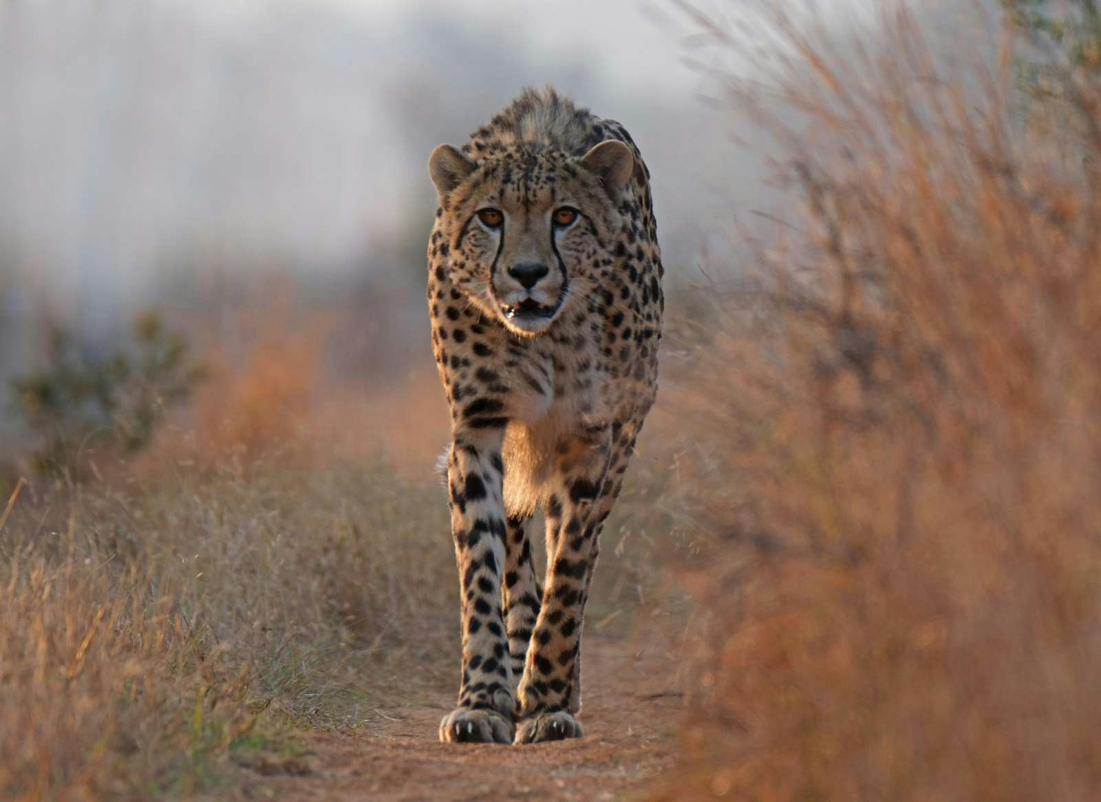 Babanango Game Reserve Zulu Rock Lodge Cheetah